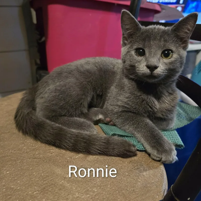 Ronnie