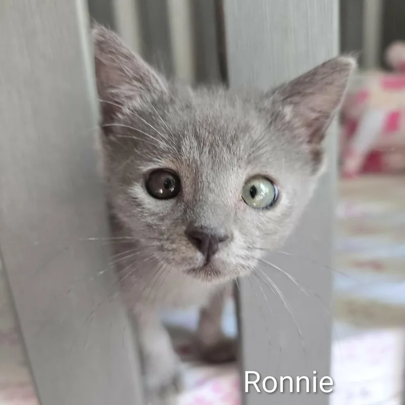 Ronnie thumbnail 2