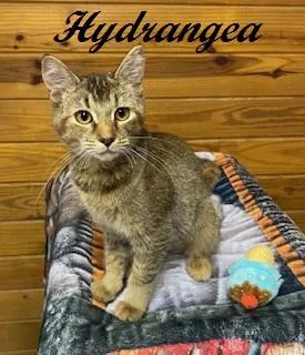 A young medium-sized female Abyssinian cat named Hydrangea for adoption in Southern Pines, NC