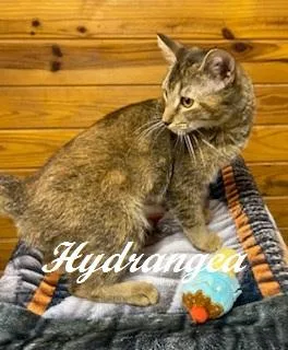 Hydrangea thumbnail 2