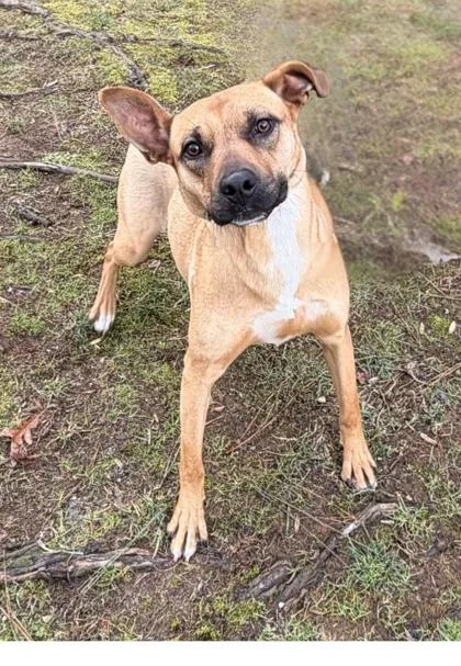 A young medium-sized female Terrier dog named Frijolita for adoption in Dahlonega, GA