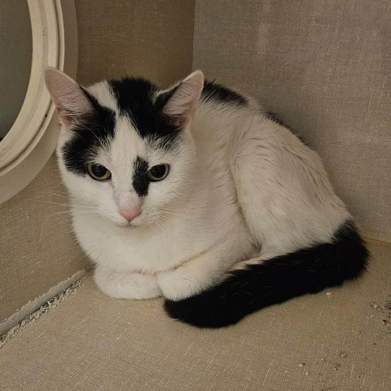 An adult medium-sized female White Domestic Short Hair cat named Belle for adoption in Conway, NH