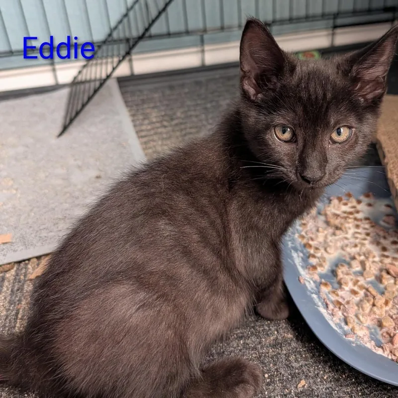 A baby small-sized male Black Domestic Short Hair cat named Eddie for adoption in Carmel, IN