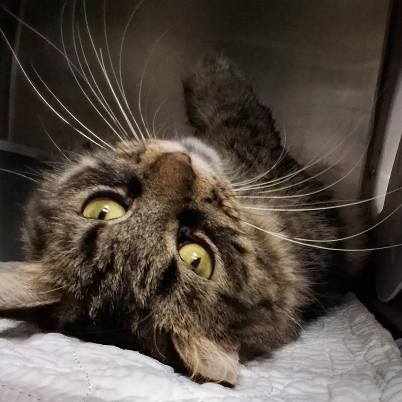 An adult medium-sized female Tabby cat named Bonita for adoption in Little Falls, MN