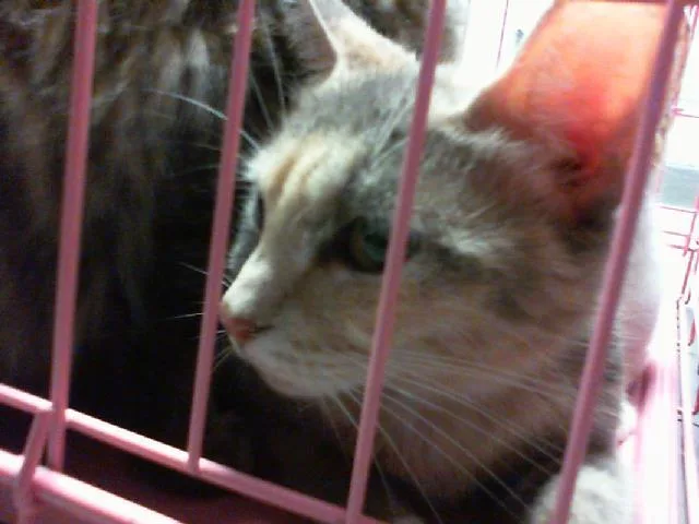 An adult small-sized female Domestic Short Hair cat named Cashmere for adoption in Charlotte, NC