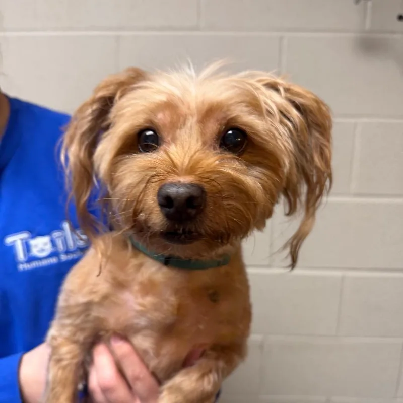 A senior small-sized female Golden Mixed Breed dog named Zoey for adoption in DeKalb, IL