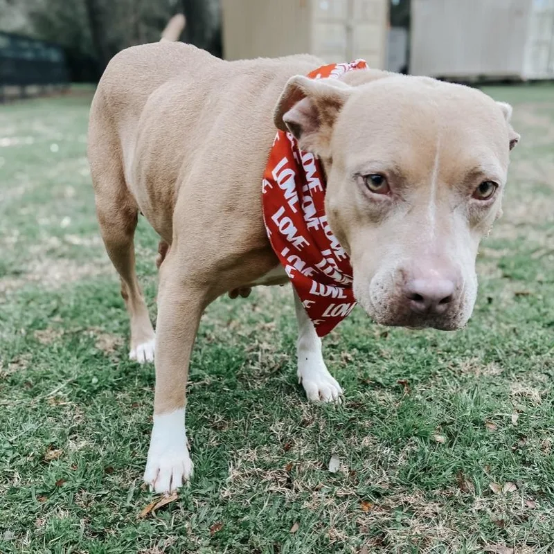 A young medium-sized female American Staffordshire Terrier dog named Farrah for adoption in Longview, TX