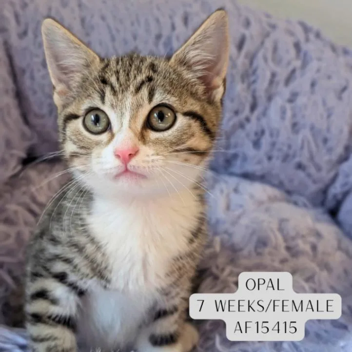 A young medium-sized female Tabby (Brown / Chocolate) Domestic Short Hair cat named Opal for adoption in Supply, NC