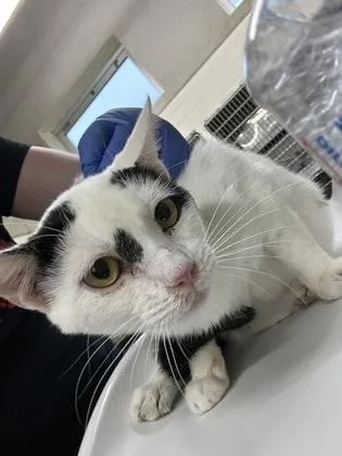 A young small-sized male Domestic Short Hair cat named Remi for adoption in Cincinnati, OH