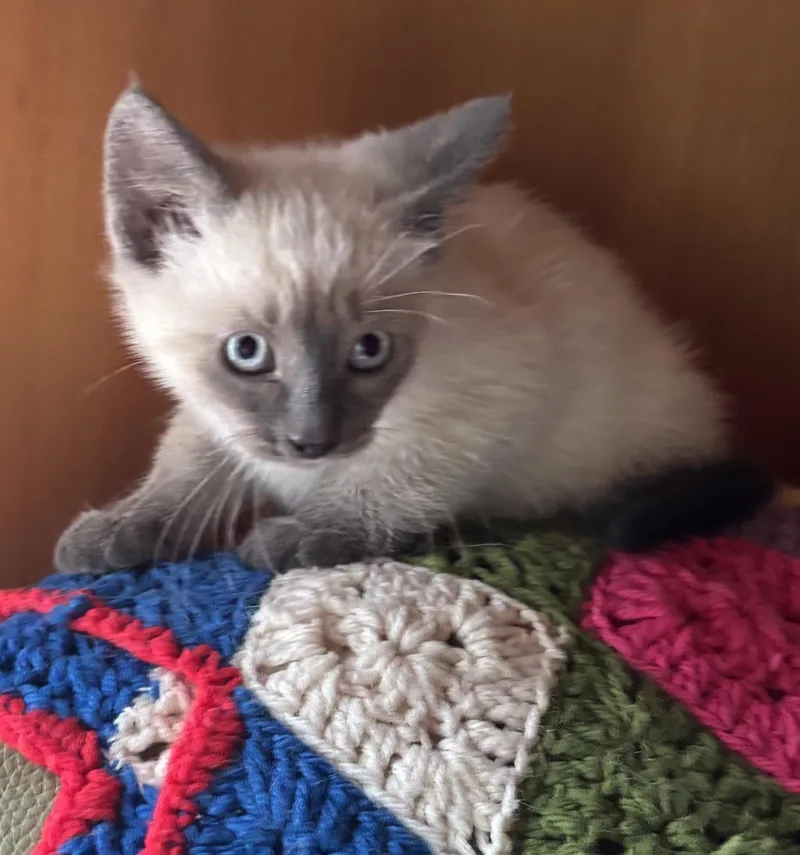 A baby medium-sized female Siamese cat named Jitters for adoption in Valparaiso, IN