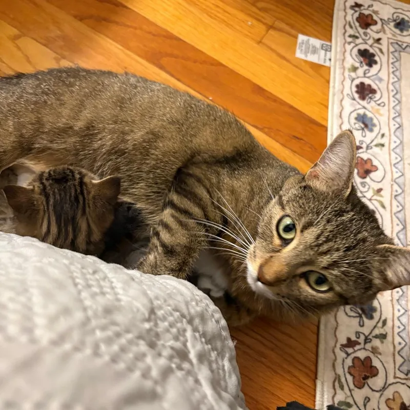 An adult medium-sized female Brown / Chocolate Domestic Short Hair cat named Soleil for adoption in Springfield, MA