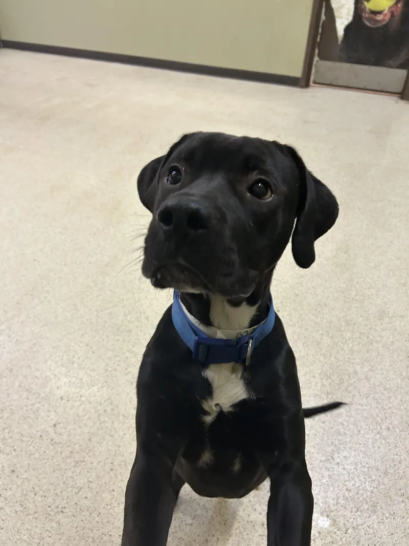 A young medium-sized male Black Labrador Retriever dog named Ozzy for adoption in Muncie, IN