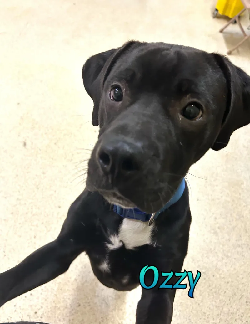 Ozzy thumbnail 5