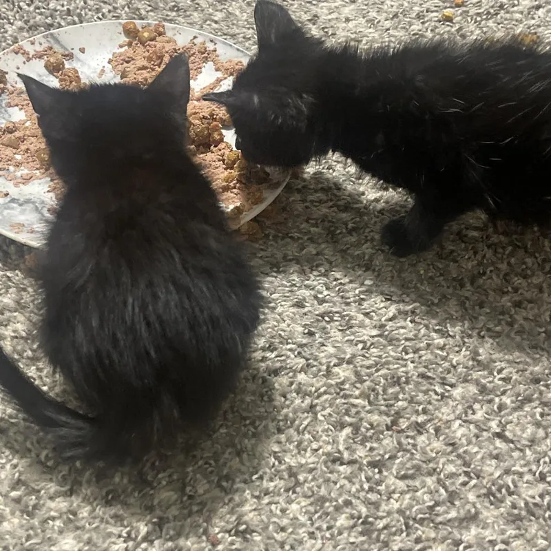 A baby small-sized female Black Domestic Short Hair cat named Boots C for adoption in Princeton, MN