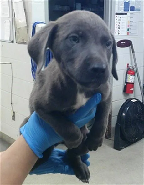 A baby small-sized male German Shepherd Dog dog named A for adoption in Oklahoma City, OK