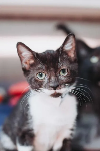 A young small-sized female Domestic Short Hair cat named B Baby for adoption in North Charleston, SC
