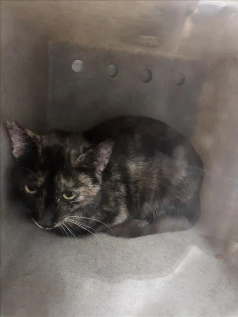 A young small-sized female Domestic Short Hair cat named Cali for adoption in Norco, CA