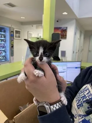 A baby small-sized female Domestic Short Hair cat named Bellini for adoption in Daytona Beach, FL