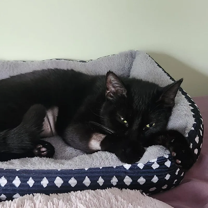 An adult small-sized female Black Domestic Short Hair cat named Mystic McKenzie for adoption in Merrifield, VA