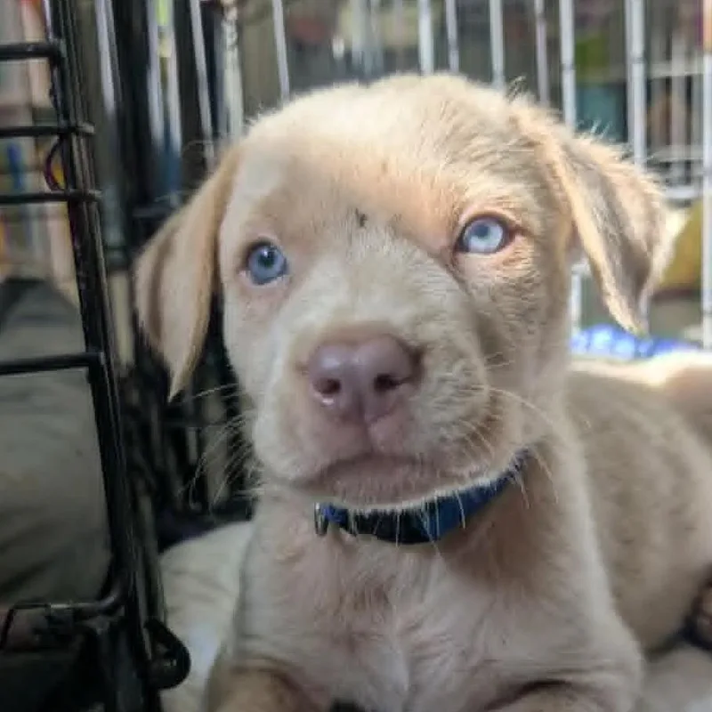 A baby small-sized male Apricot / Beige Mixed Breed dog named Cloudjumper for adoption in Mebane, NC