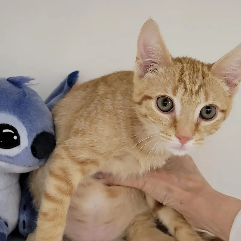 A baby small-sized male Domestic Short Hair cat named Coco for adoption in Cumming, GA