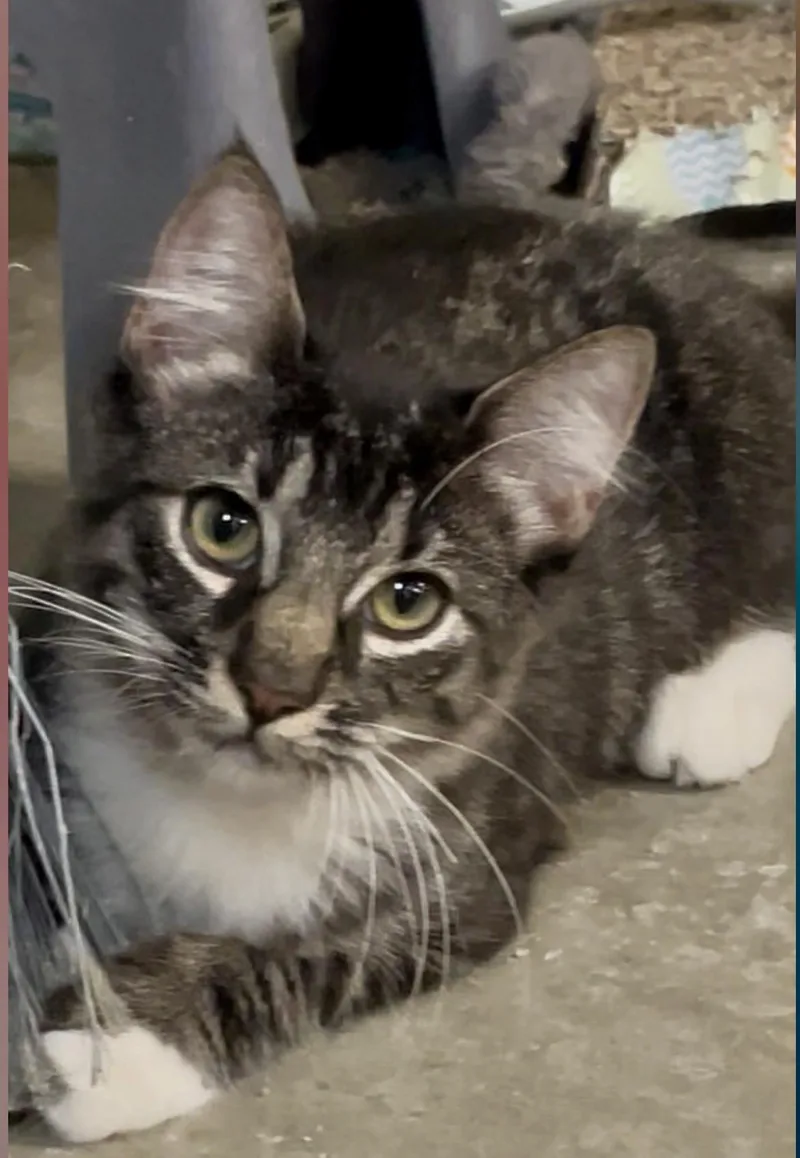 A young medium-sized female Domestic Medium Hair cat named Nova for adoption in Baton Rouge, LA