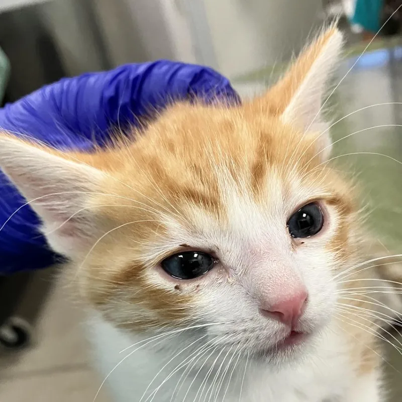 A baby small-sized male Orange / Red Domestic Short Hair cat named Stephen for adoption in Las Cruces, NM