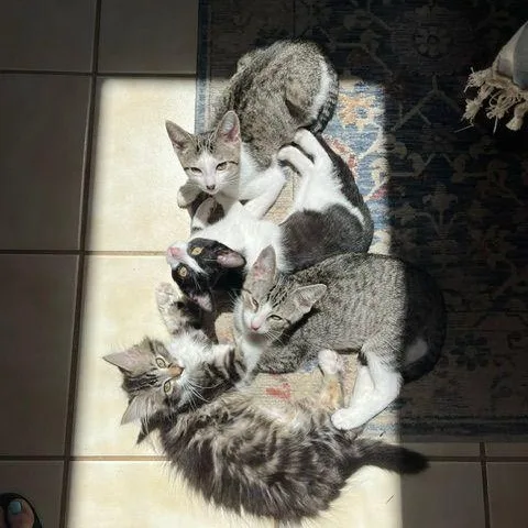 A baby large-sized female Tabby (Brown / Chocolate) Domestic Long Hair cat named Brooke for adoption in Lake Orion, MI