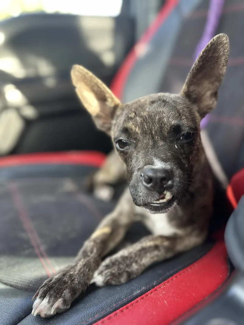 A young small-sized female Mixed Breed dog named Blebby for adoption in New Port Richey, FL