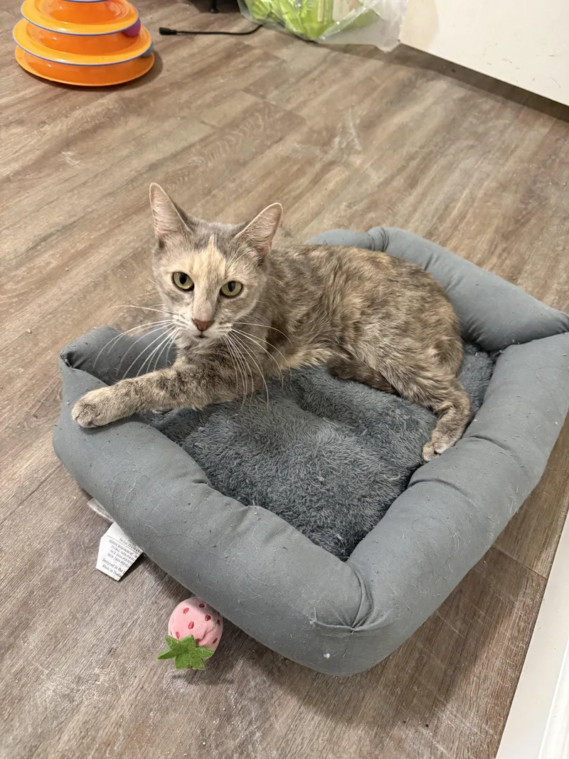 HenriettaMeet at Petco in