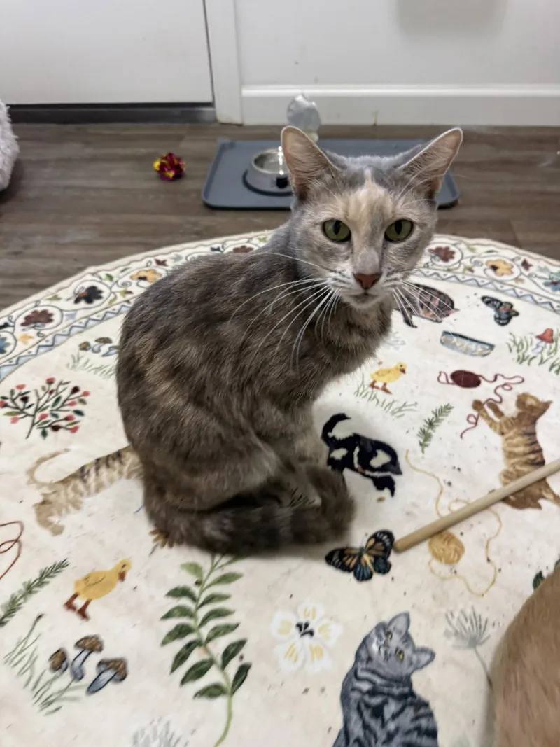 HenriettaMeet at Petco in thumbnail 2