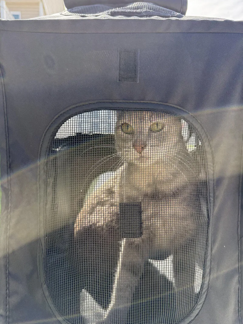HenriettaMeet at Petco in thumbnail 3
