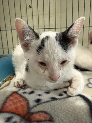 An adult small-sized male Domestic Short Hair cat named Tomato for adoption in St. Anne, IL