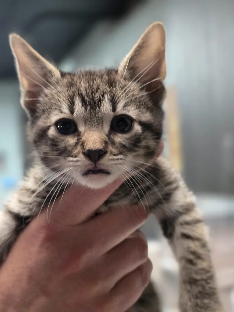 A baby medium-sized male Domestic Short Hair cat named Prismo for adoption in Huntington, IN