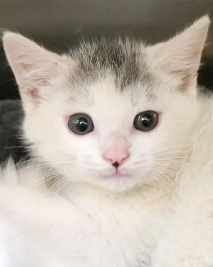 A baby small-sized male Domestic Short Hair cat named Franks for adoption in Fishers, IN