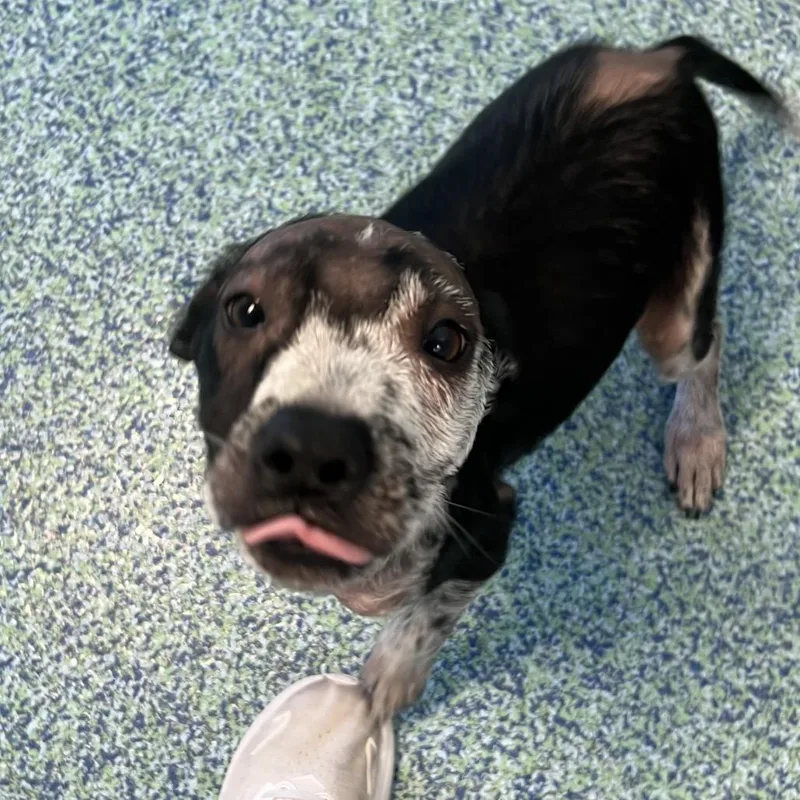 A baby small-sized male Black Mixed Breed dog named Chip for adoption in Naples, FL