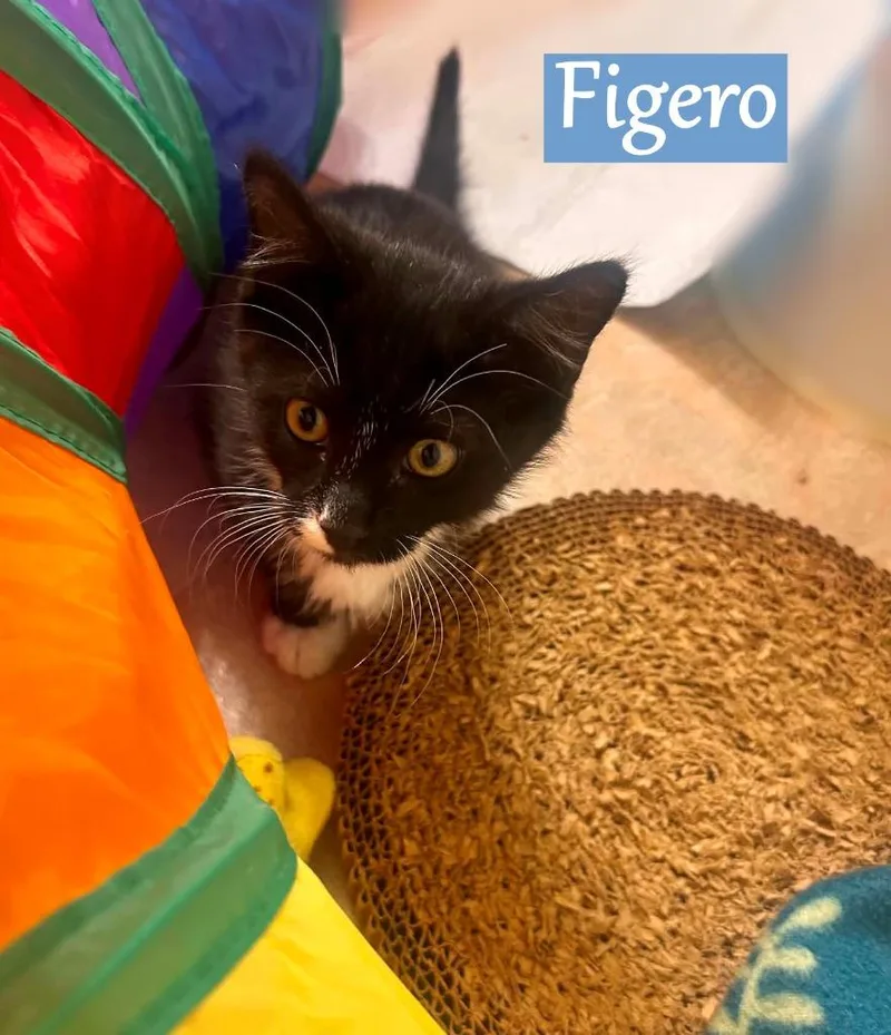 A baby medium-sized male Domestic Short Hair cat named Figero for adoption in Hoover , AL