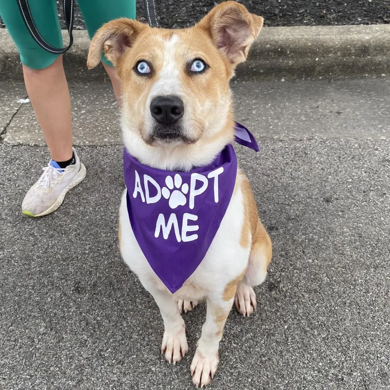 An adult medium-sized female Golden Terrier dog named River for adoption in Mount Vernon, IN