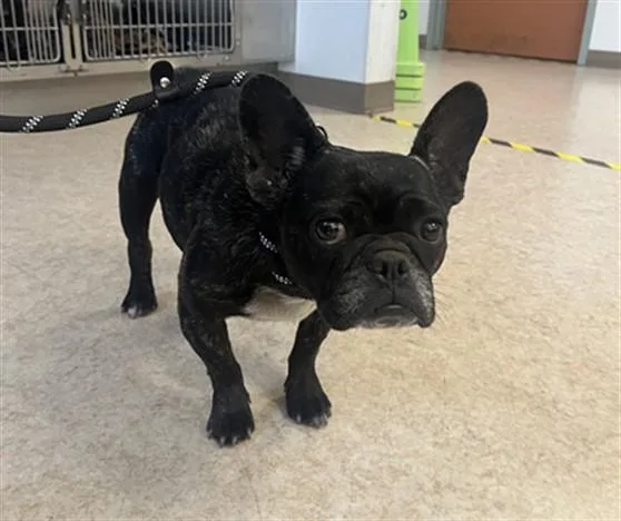 A young small-sized female French Bulldog dog named A for adoption in San Pedro, CA