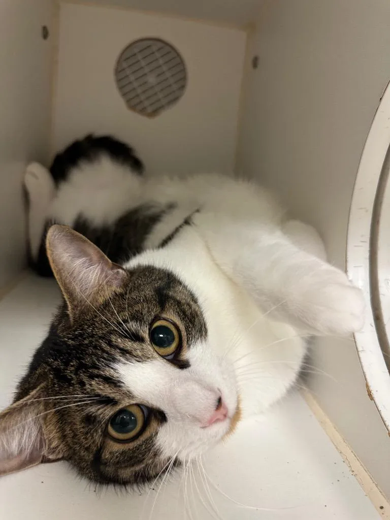 A young medium-sized male Domestic Short Hair cat named Ramble for adoption in Johnson City, TN
