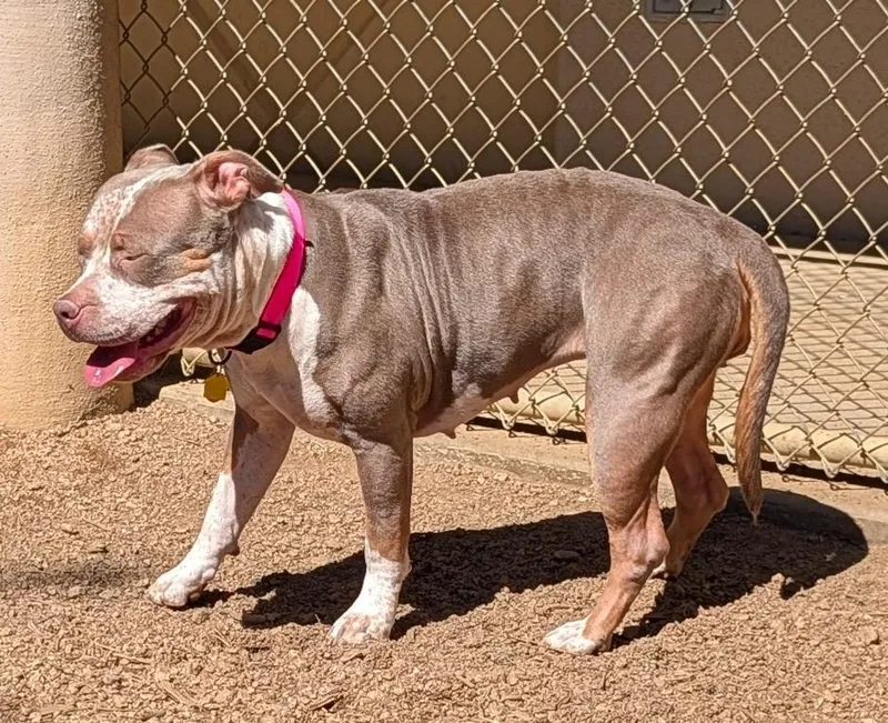 An adult large-sized female Pit Bull Terrier dog named Tulip A for adoption in Plano, TX