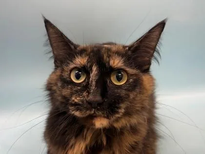 An adult small-sized female Domestic Medium Hair cat named Harriet for adoption in Woodbury, MN