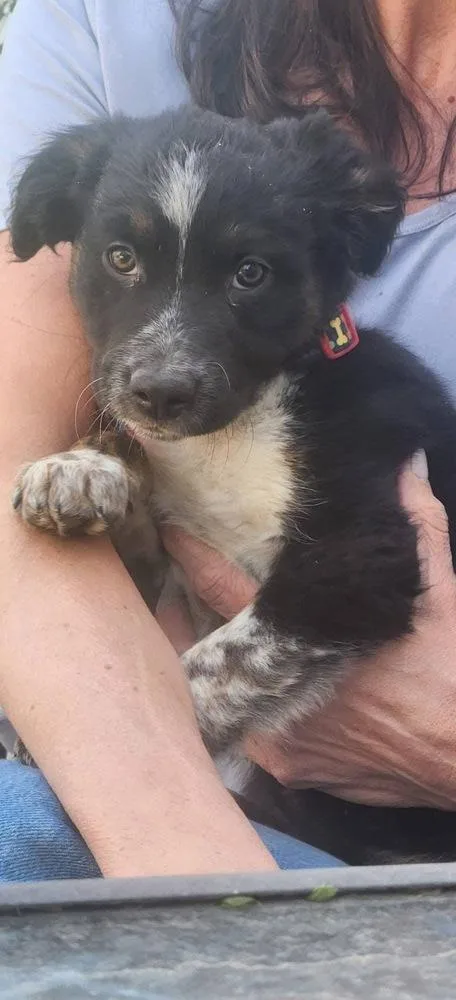 A baby small-sized female Tricolor (Brown, Black, & White) Australian Shepherd dog named Bethany for adoption in Colorado Springs, CO