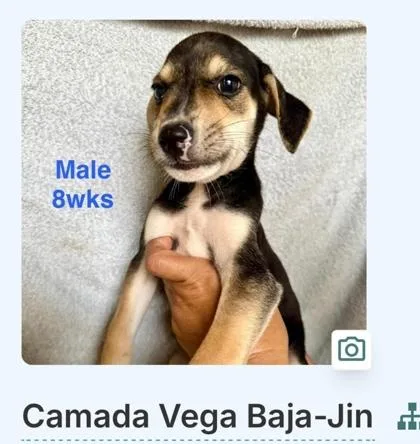 A baby small-sized male Mixed Breed dog named Jin for adoption in Washington, DC