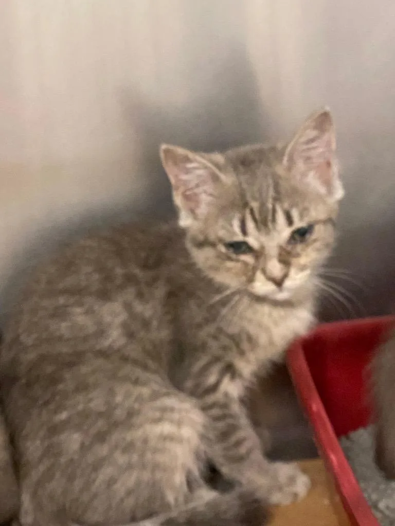 A baby large-sized male Domestic Short Hair cat named Patty for adoption in Cartersville , GA