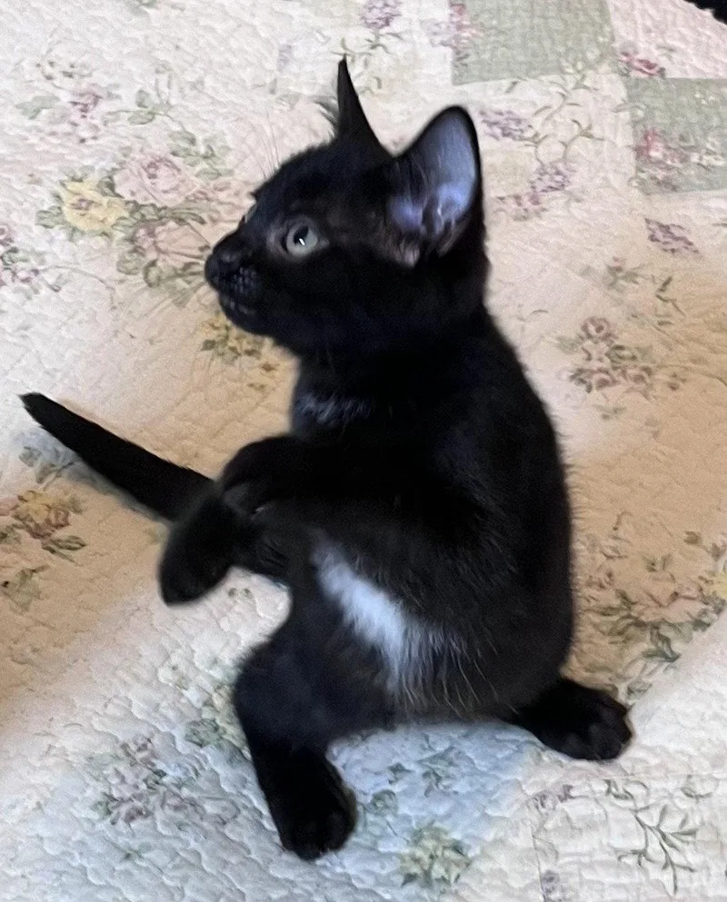 A baby medium-sized male Black Domestic Short Hair cat named Frogger for adoption in Shawnee, KS