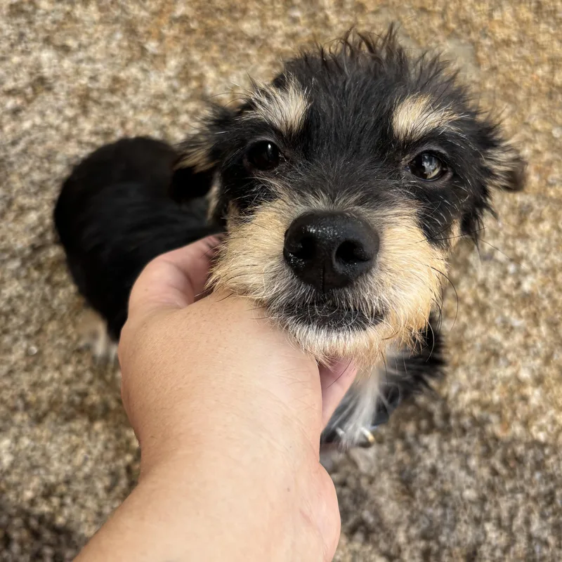 A young small-sized female Dachshund dog named Frankie for adoption in Phoenix, AZ