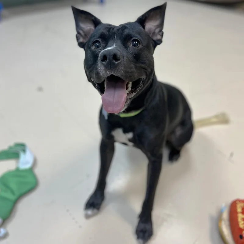 A young small-sized male Mixed Breed dog named Bodie for adoption in State College, PA