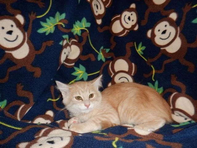 A baby small-sized male Domestic Medium Hair cat named Tony for adoption in San Jose, CA
