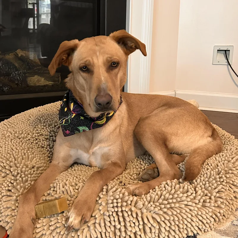 Dragonfly thumbnail 3